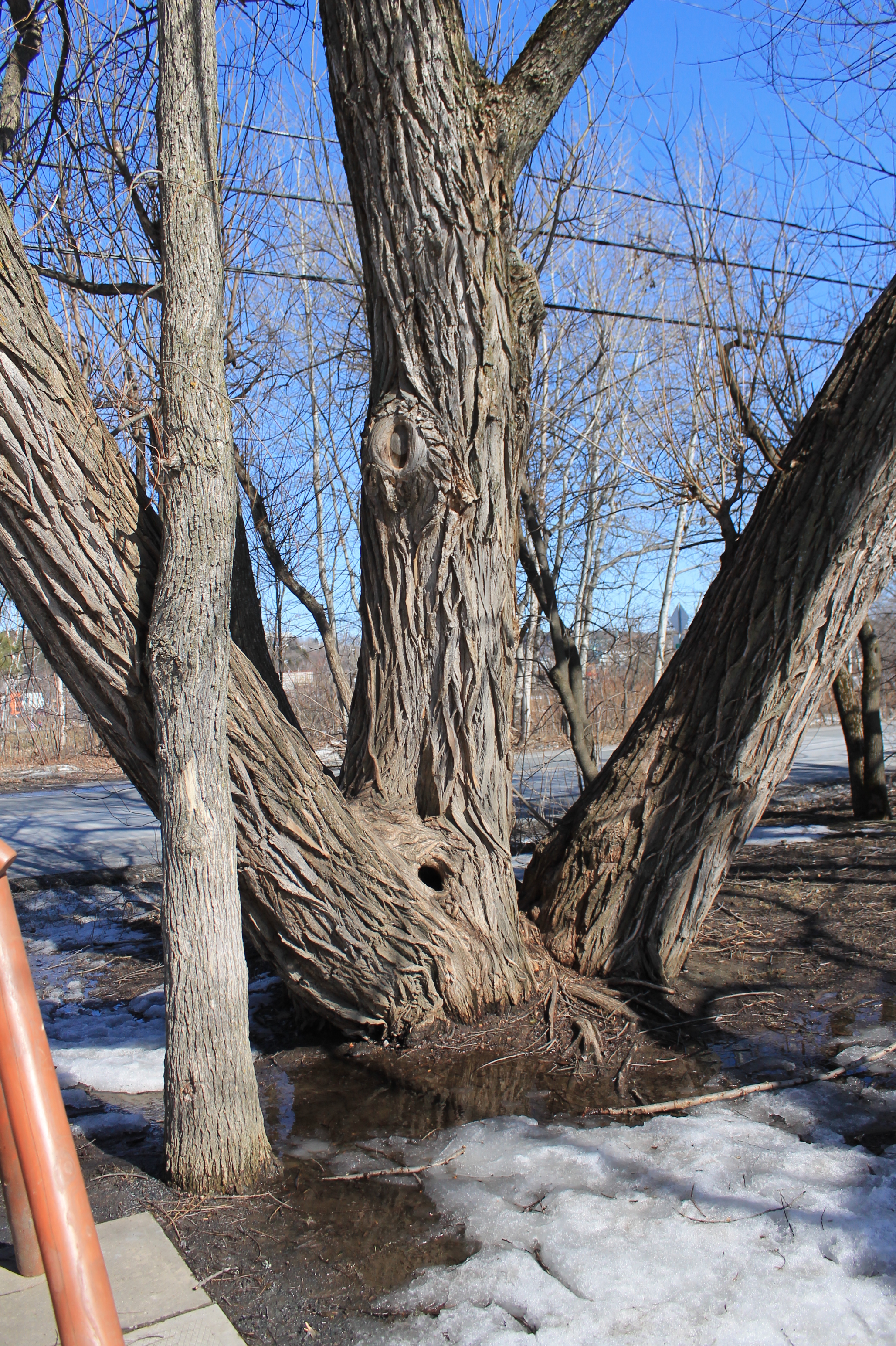 Enraciné solidement