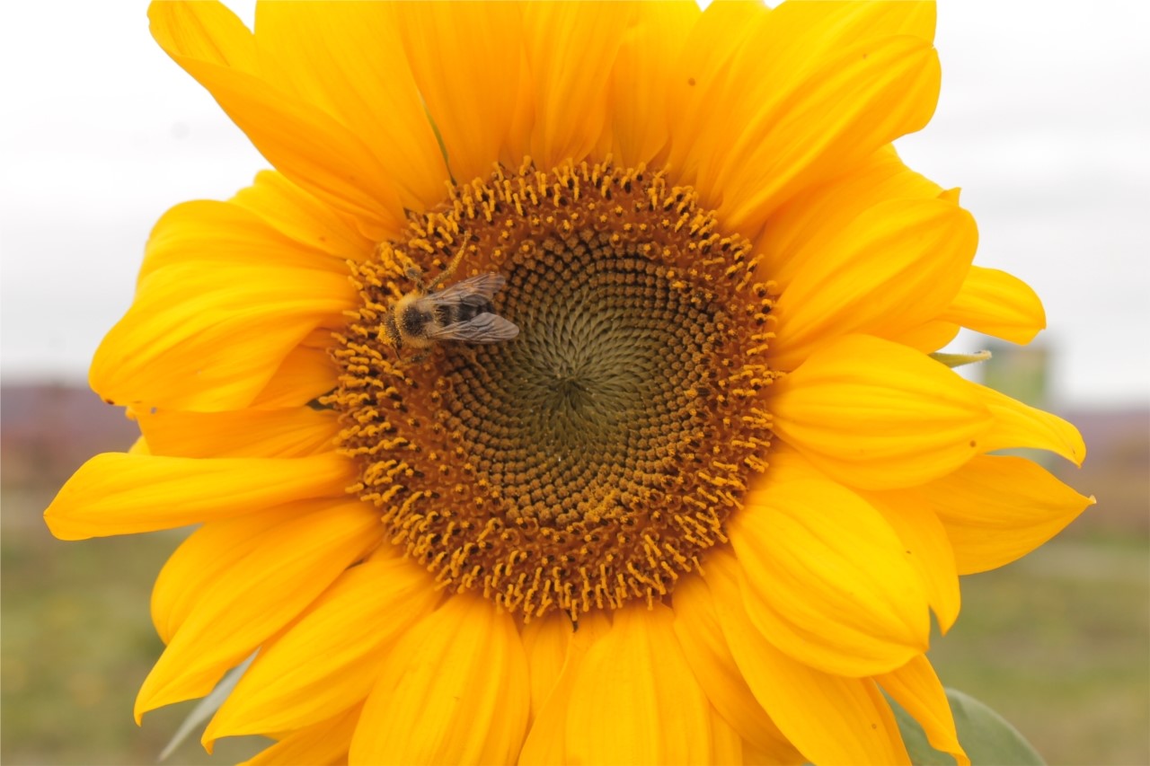 le temps des tournesols