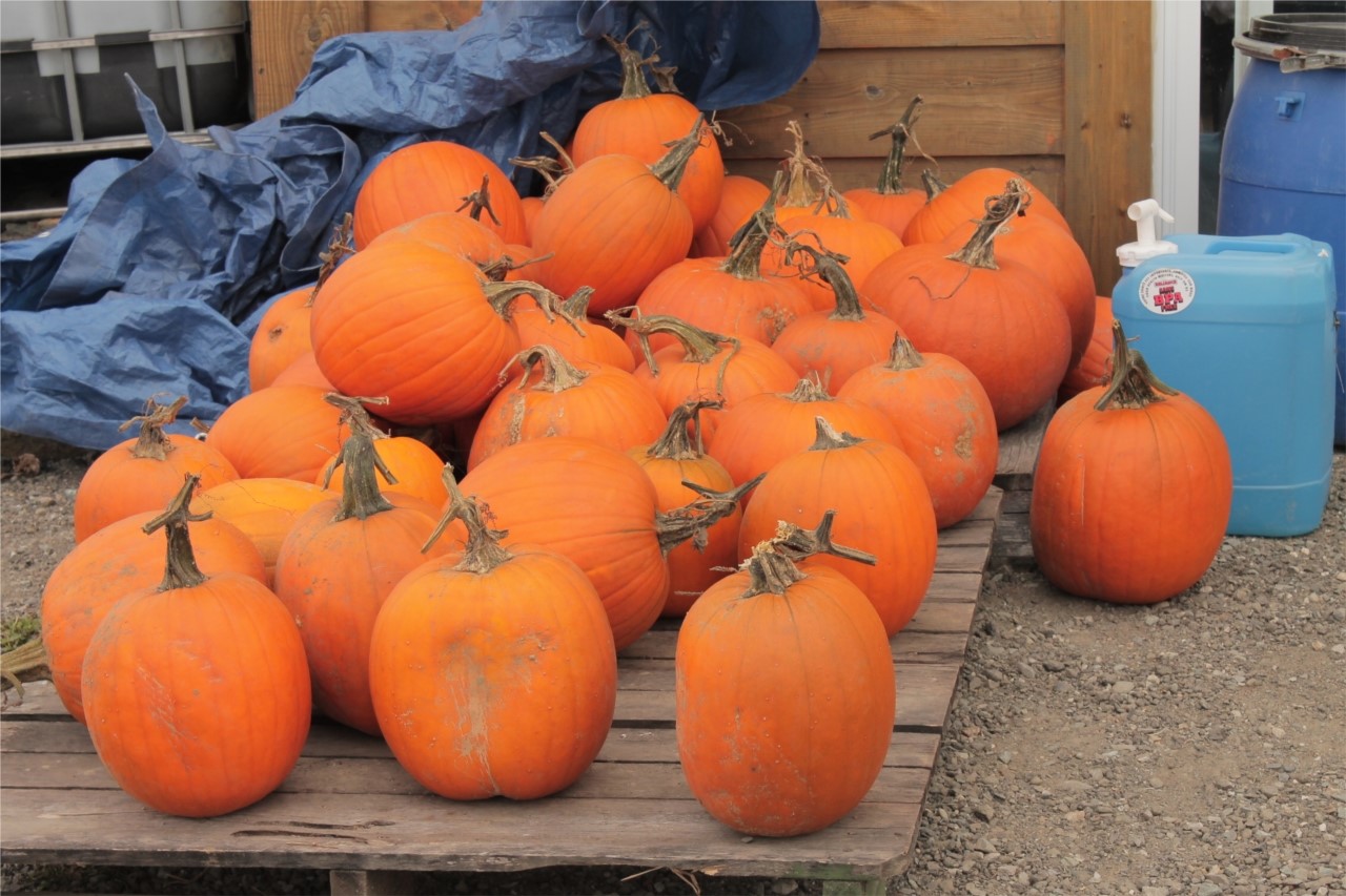 pour de bonnes tartes