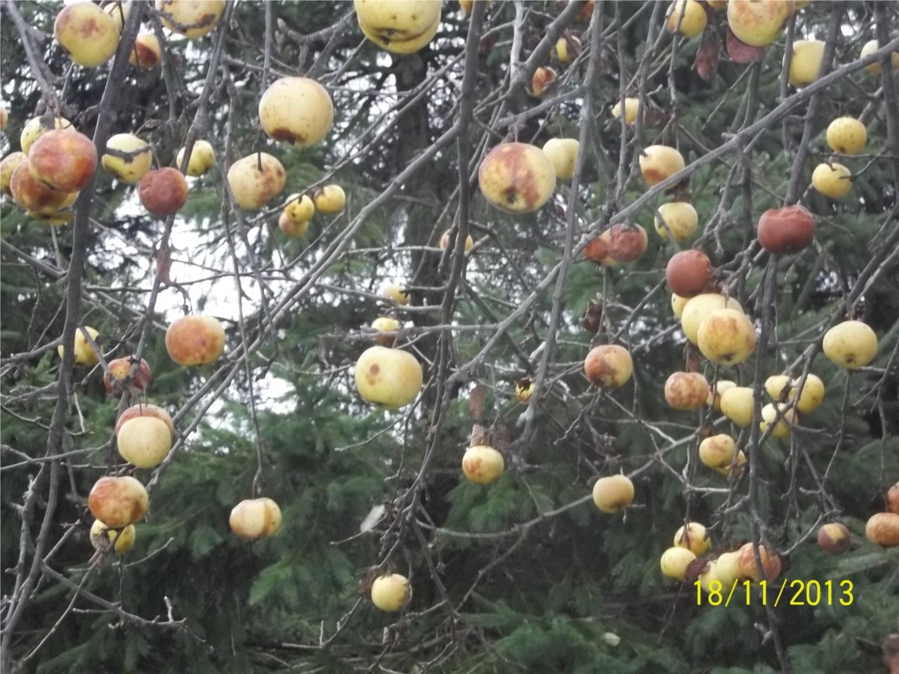 un ptit vin de glace s.v.p