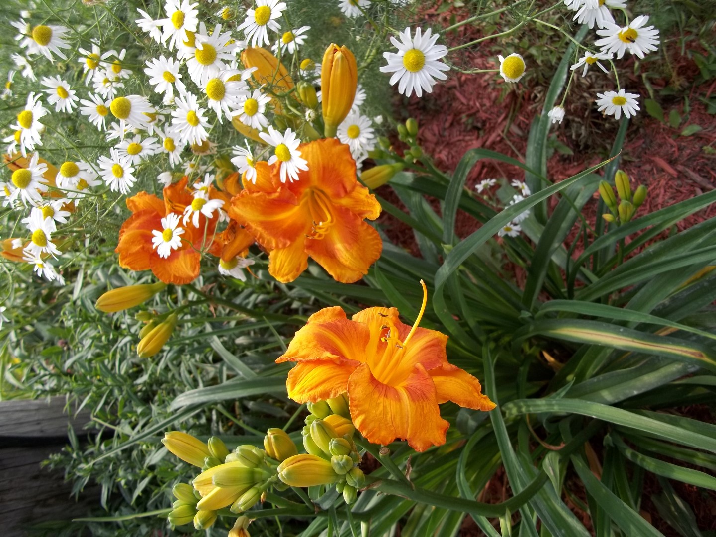 hémérocailles 2012 