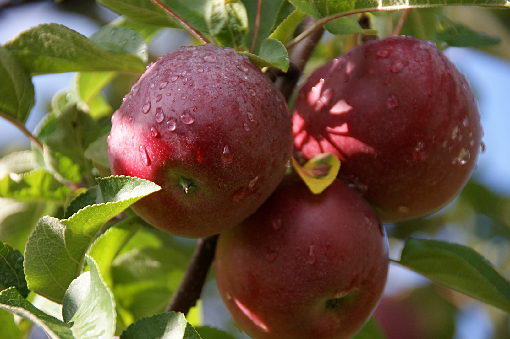 Verger Les Roy de la pomme