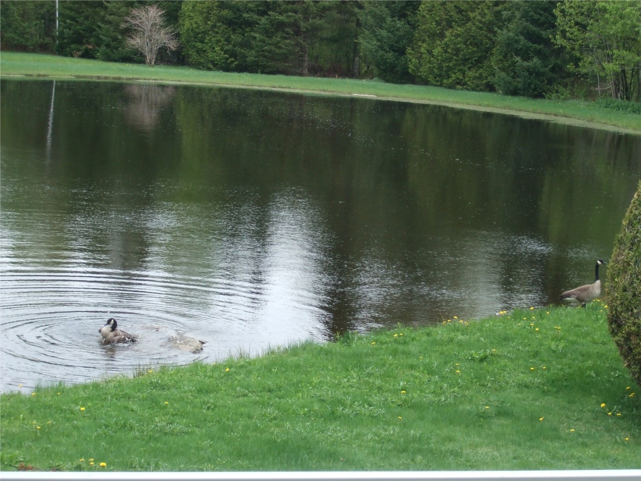 2 Bernaches du Canada