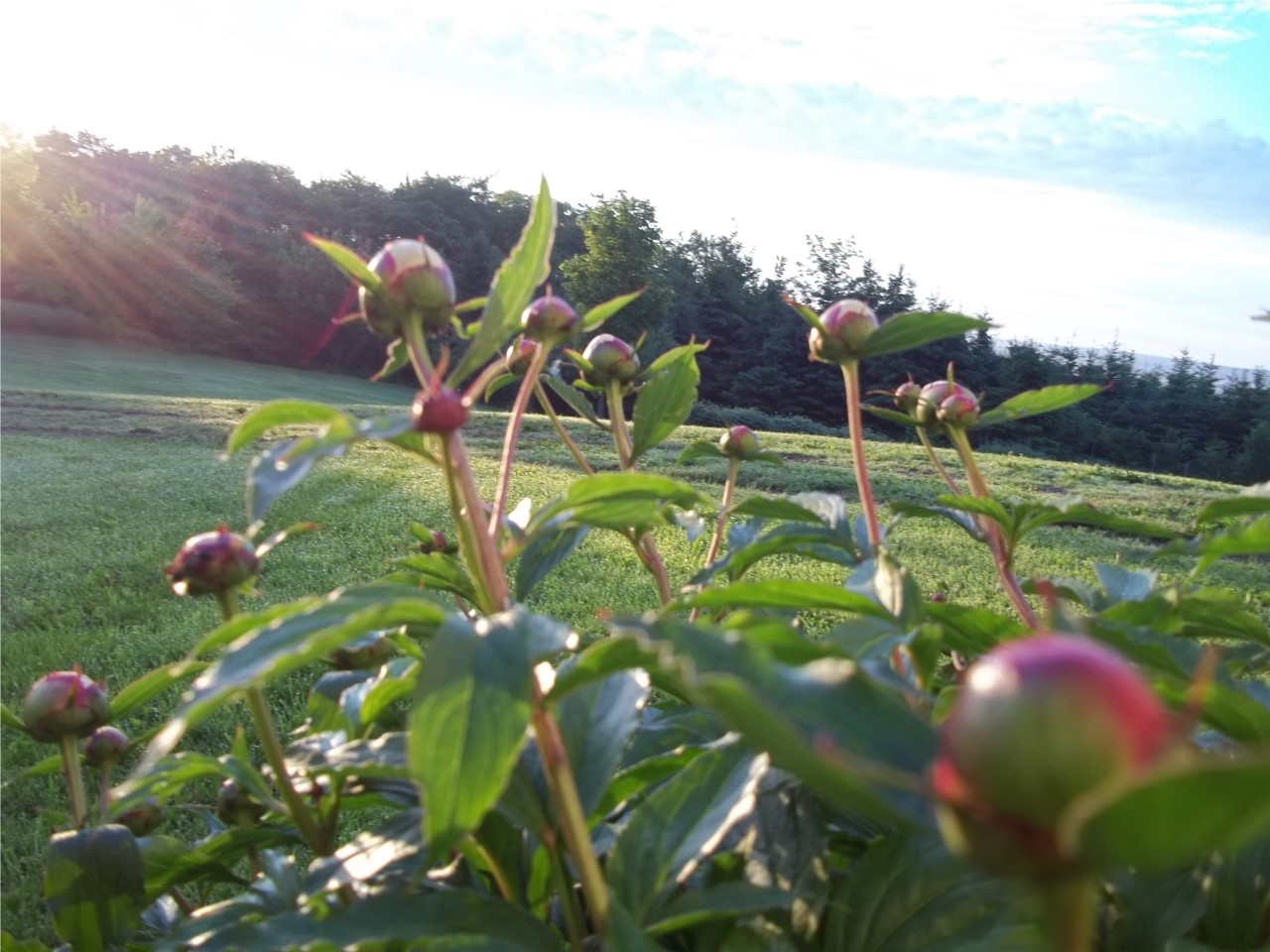 éveil de la pivoine