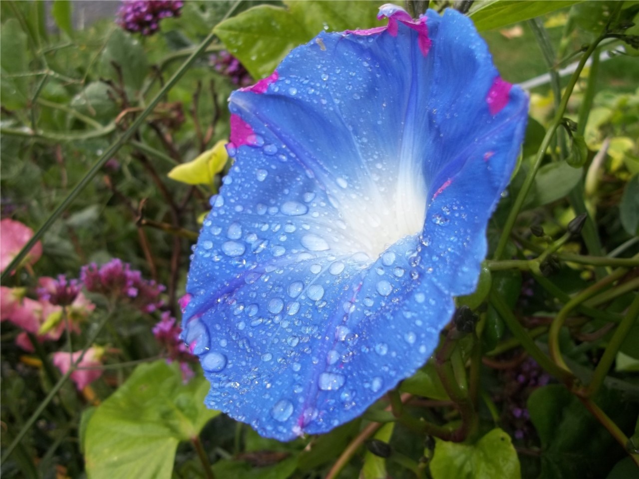 GLOIRE DU MATIN 2012