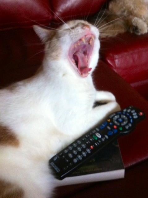 HA!! Plate à la télé ces temps-ci !