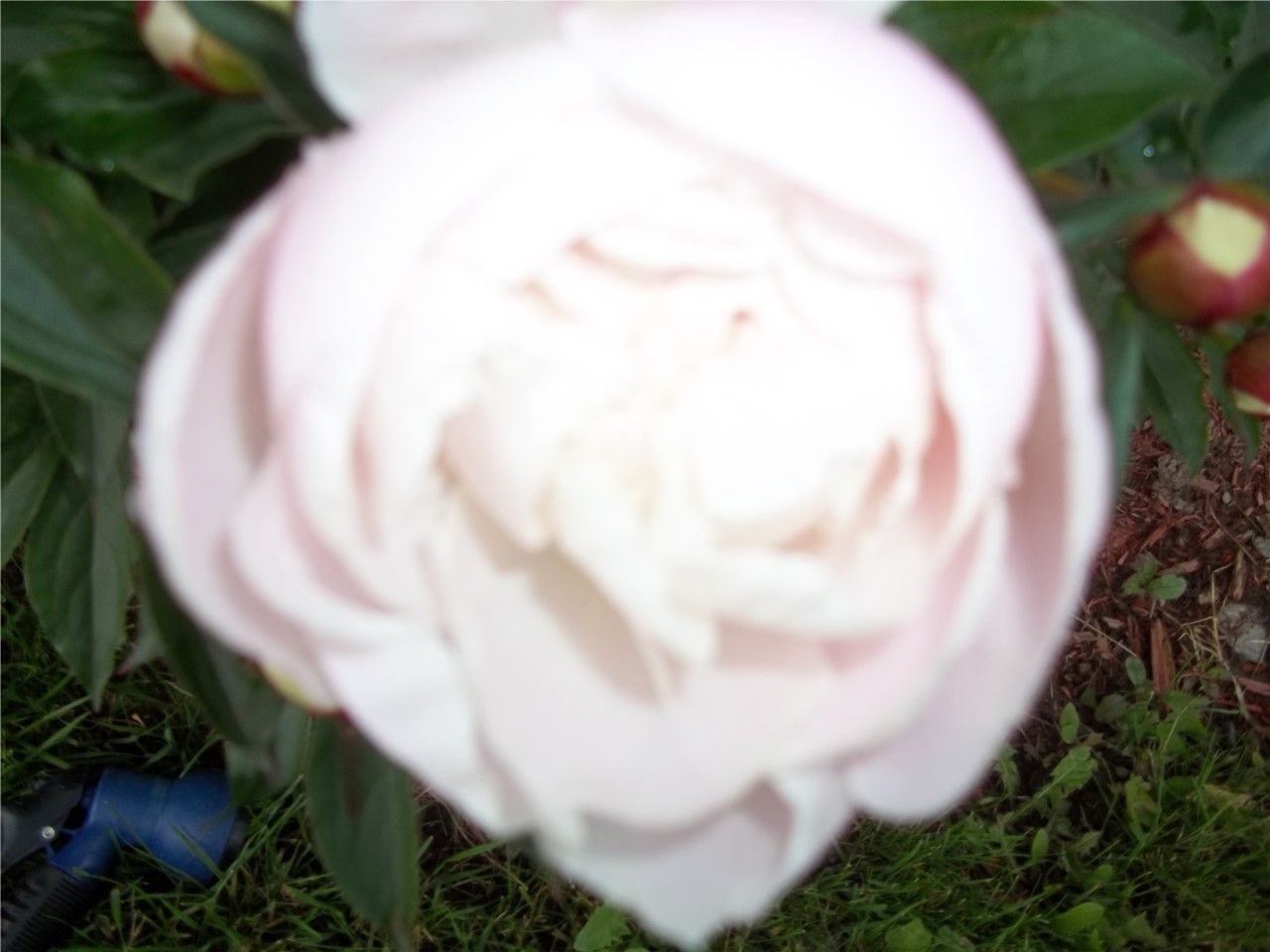 PIVOINE DE MON JARDIN