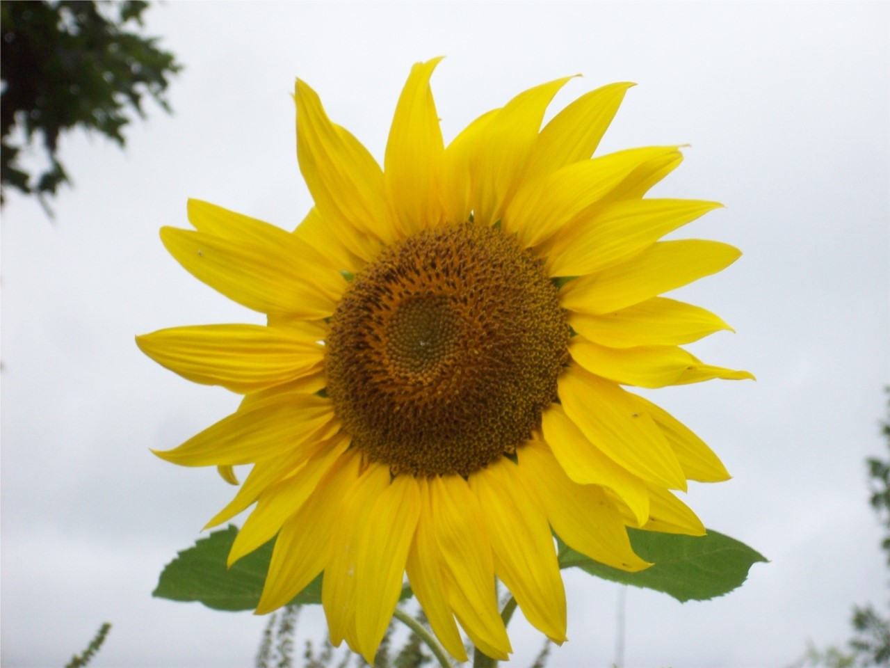 Tournesol