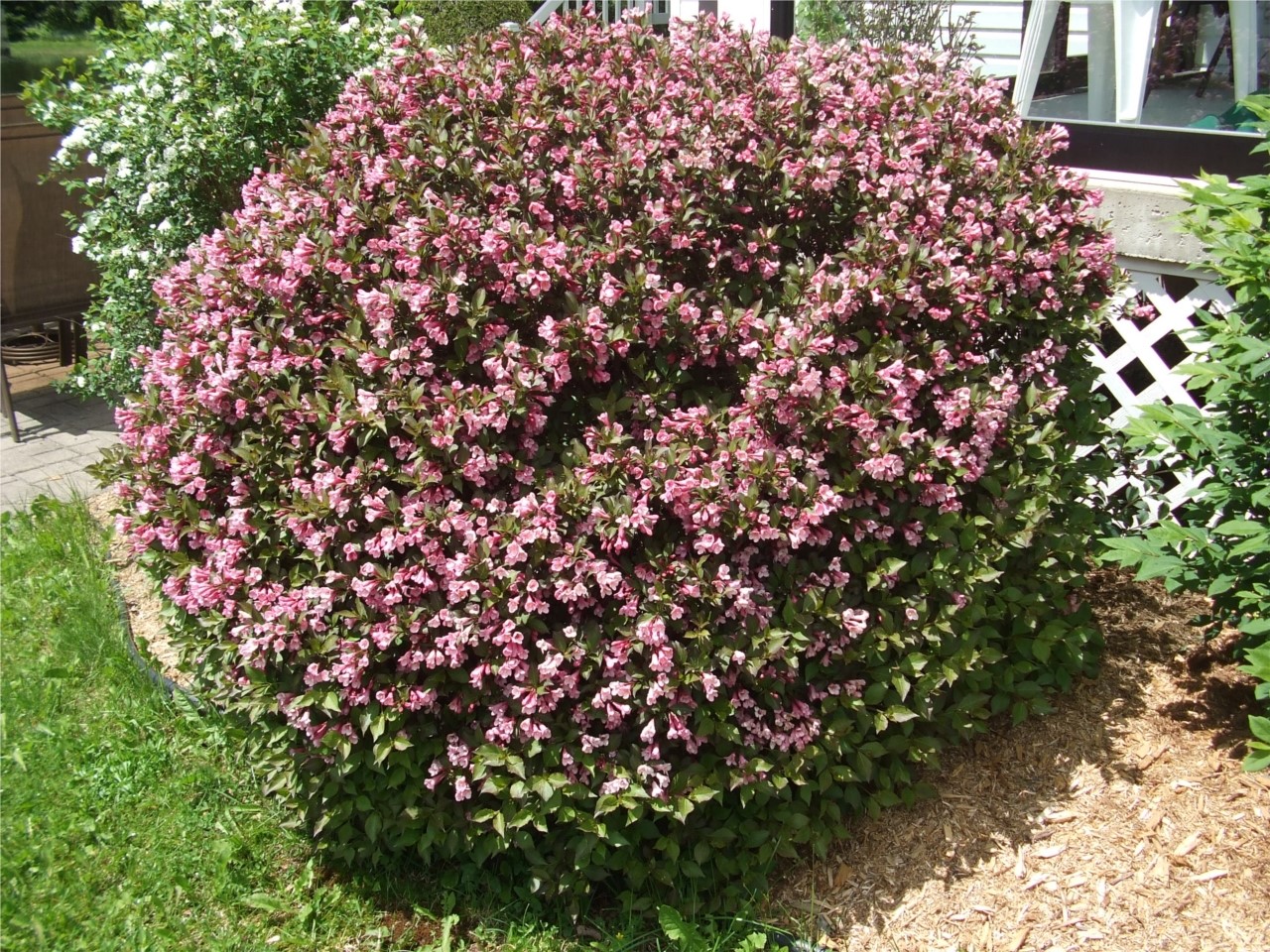 Weigela