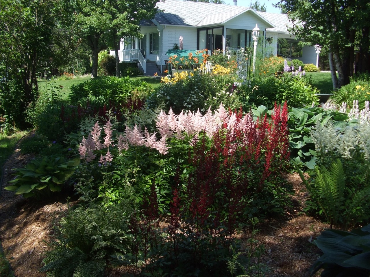 Astilbes multicolores