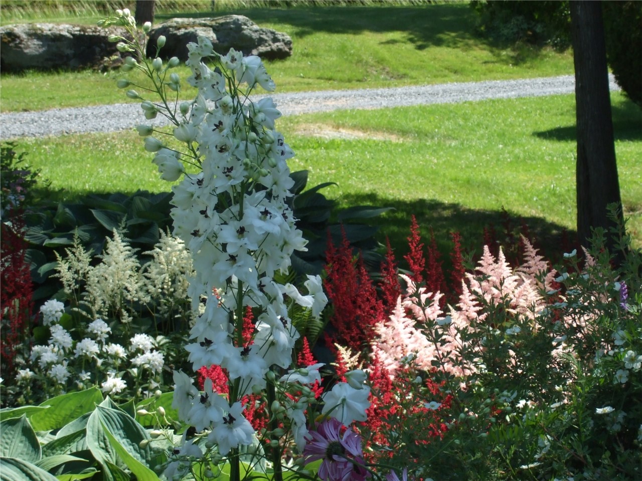 Delphinium du Pacifique