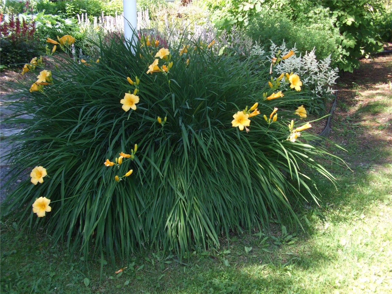 Hémérocalles Stella de Oro