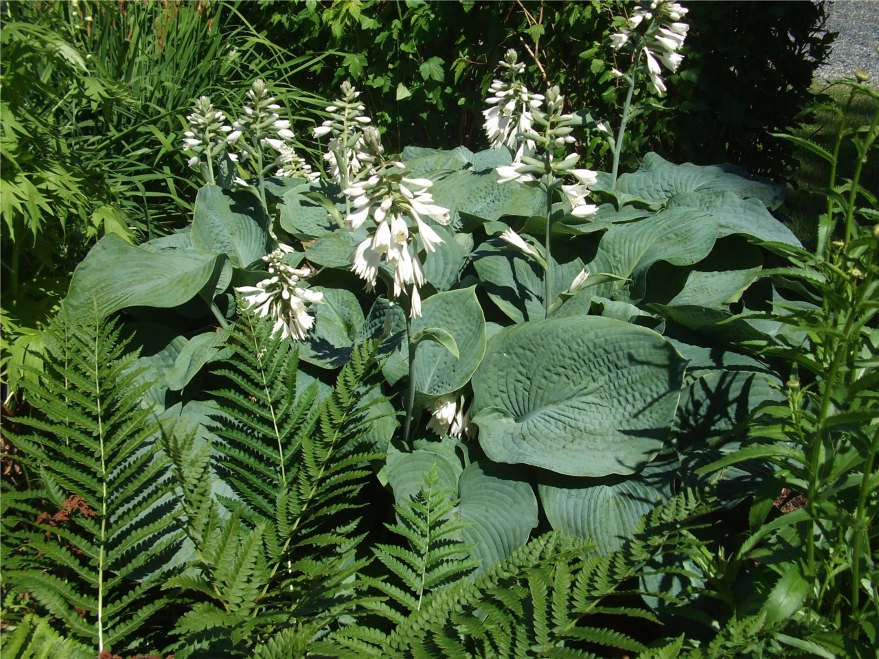 Hosta Bleu