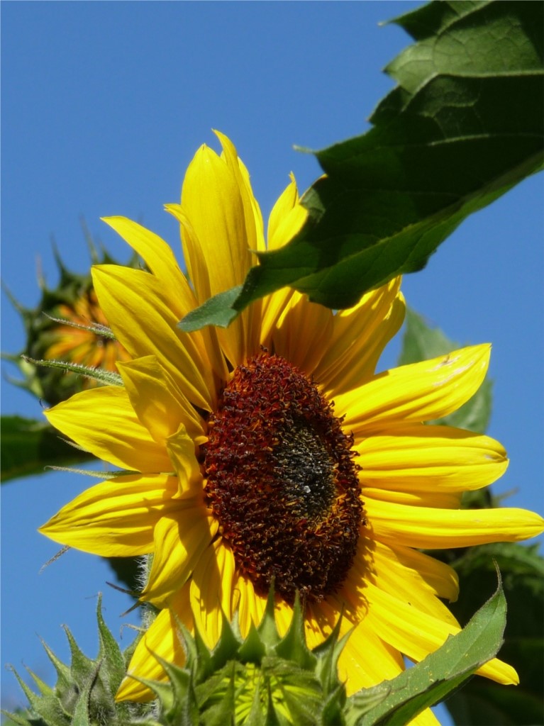 Magnifique tournesol..