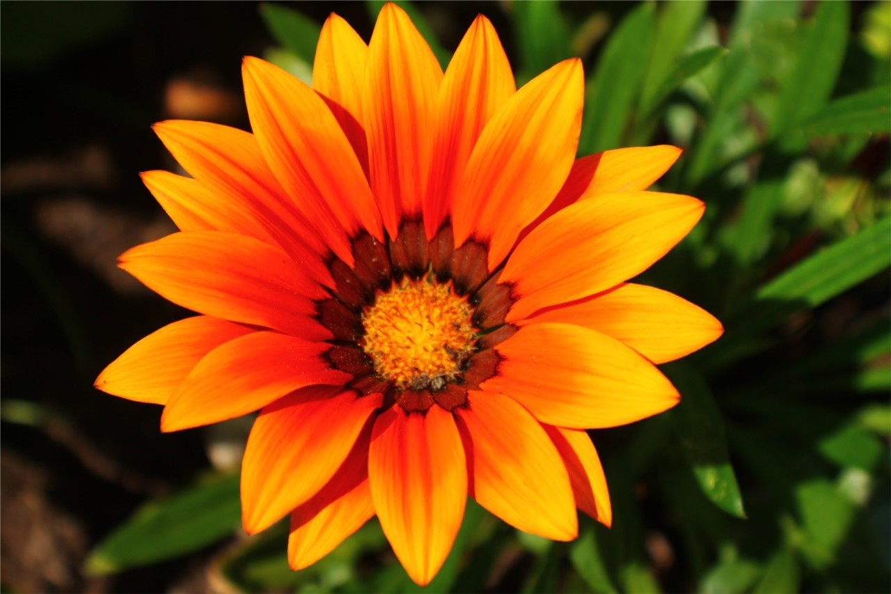 gazania 