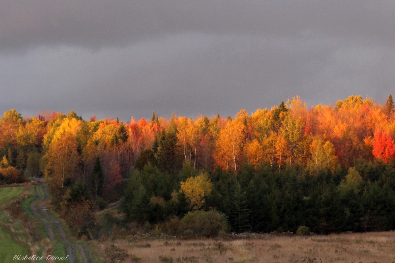 L'automne et ses couleurs