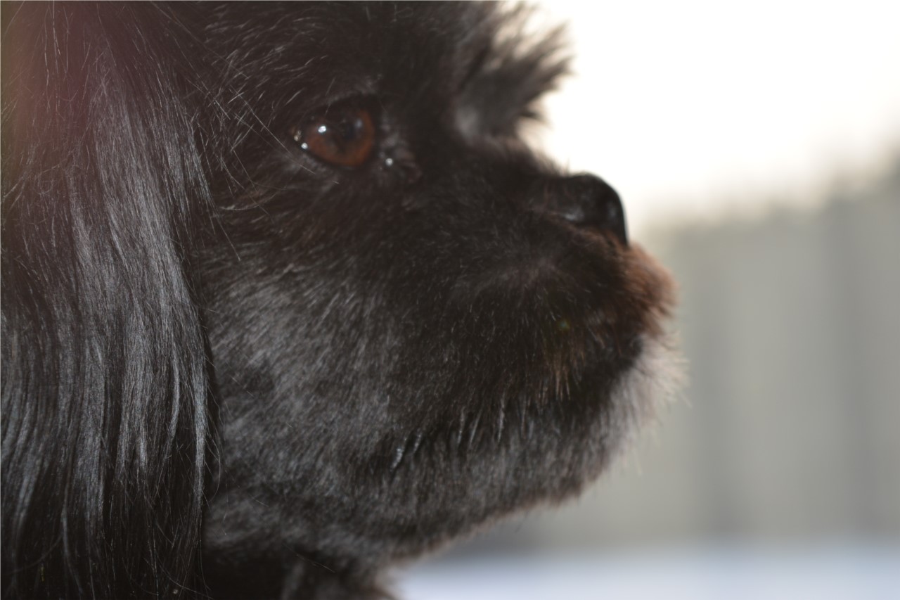 BONNE ANNÉE DE TOUTOU