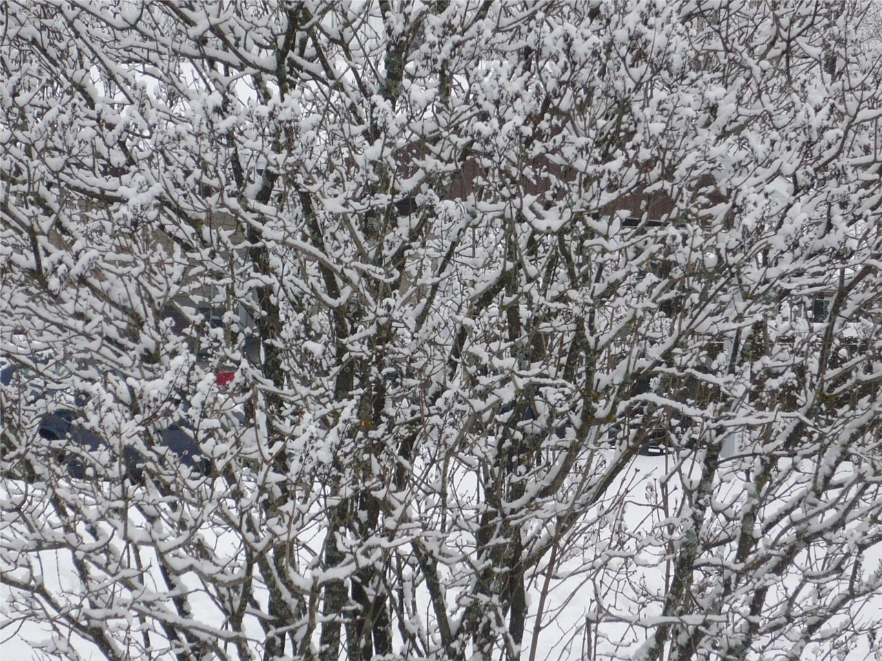 Mère Nature se prépare pour Noël