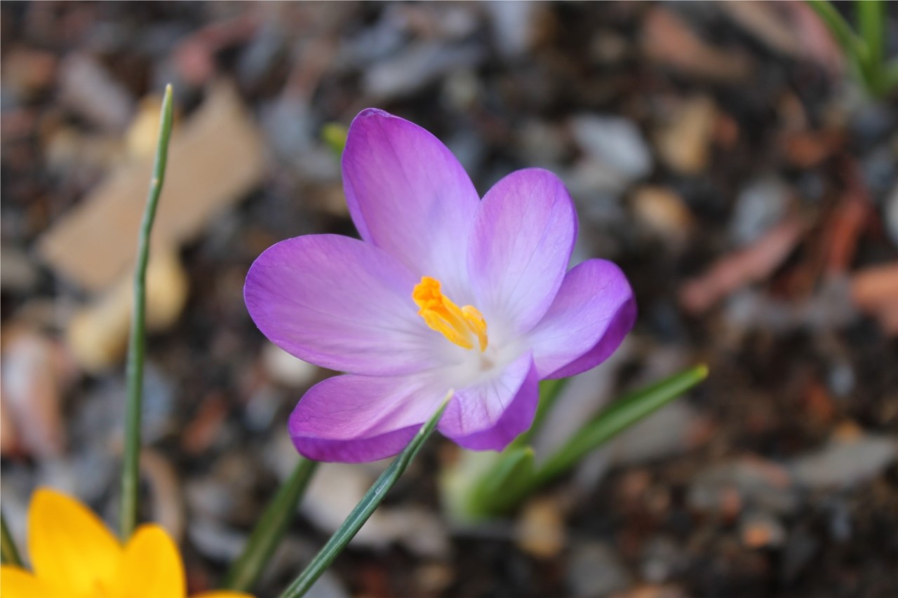crocus 