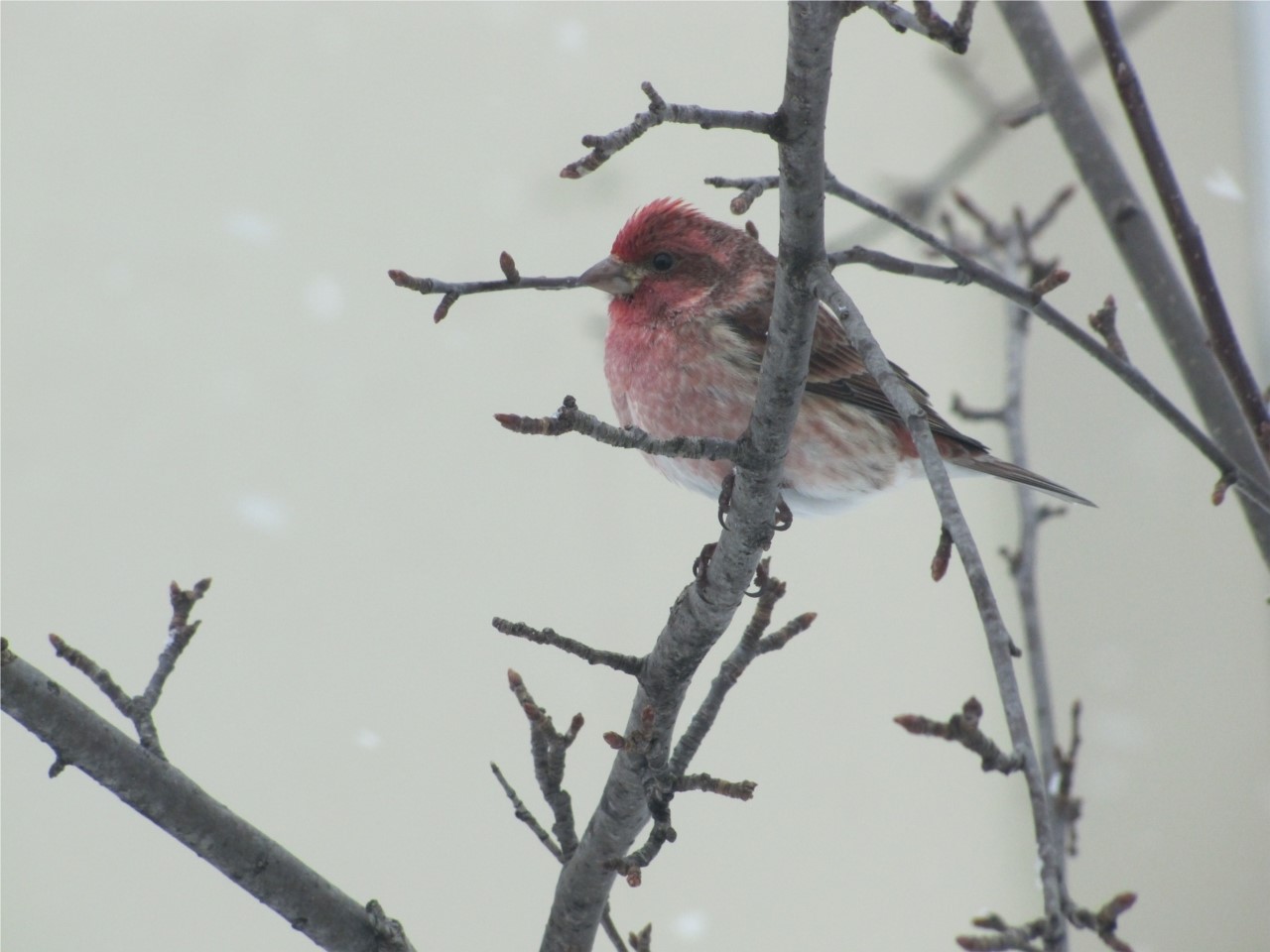 Hymne au printemps ! 