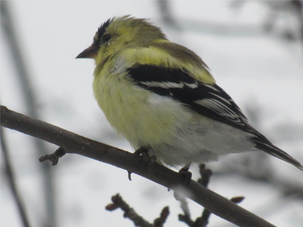 Prélude au printemps