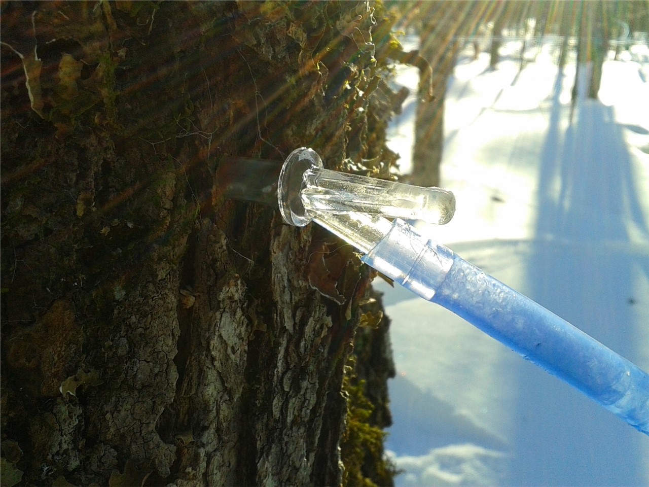 Saison des sucres 2014