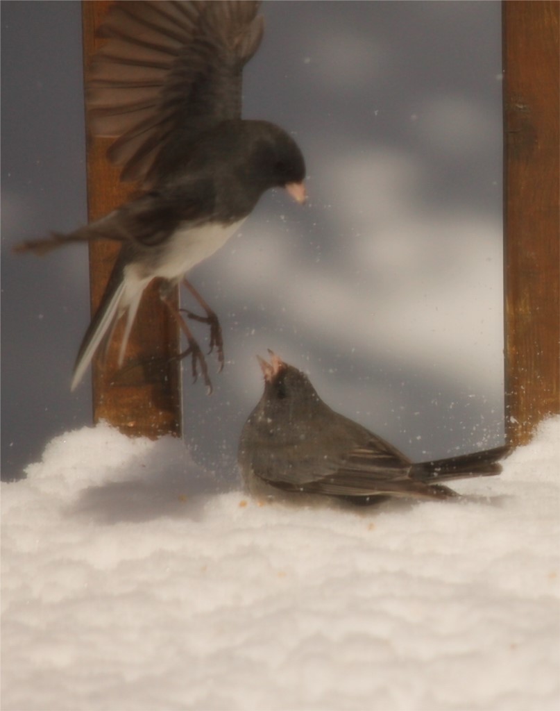junco