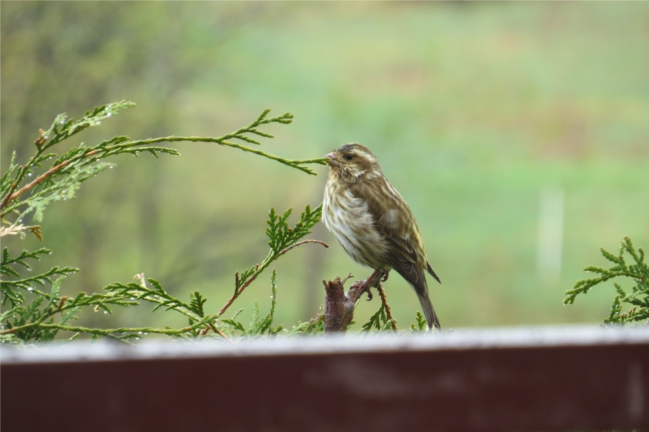 L'espoir  des couleurs