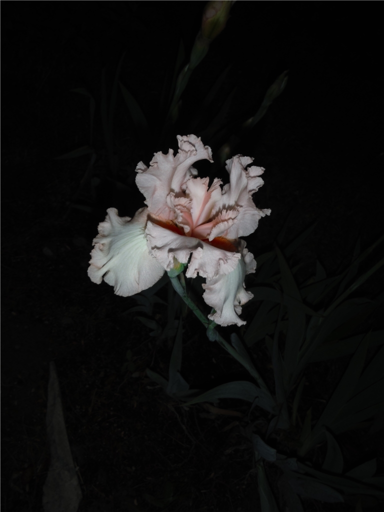 la beauté de l`aube