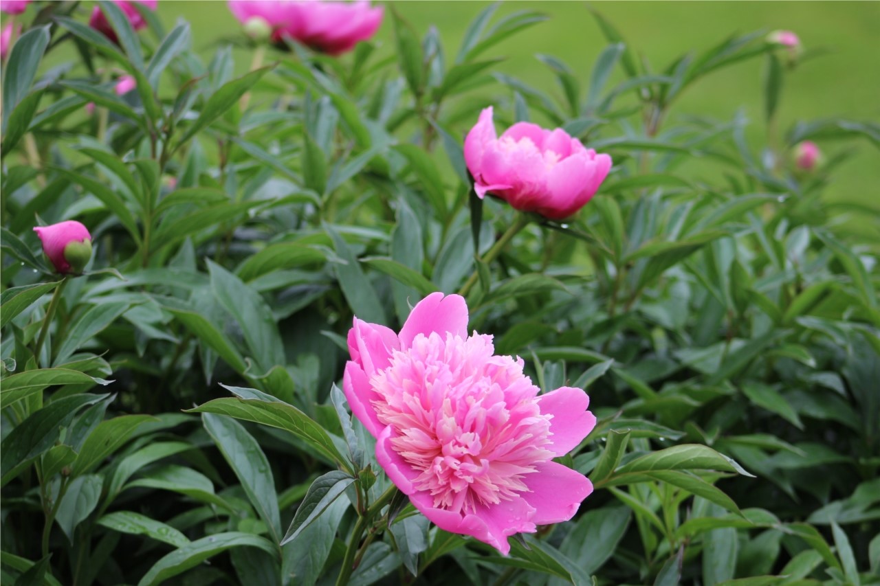 la splendeur de la pivoine 