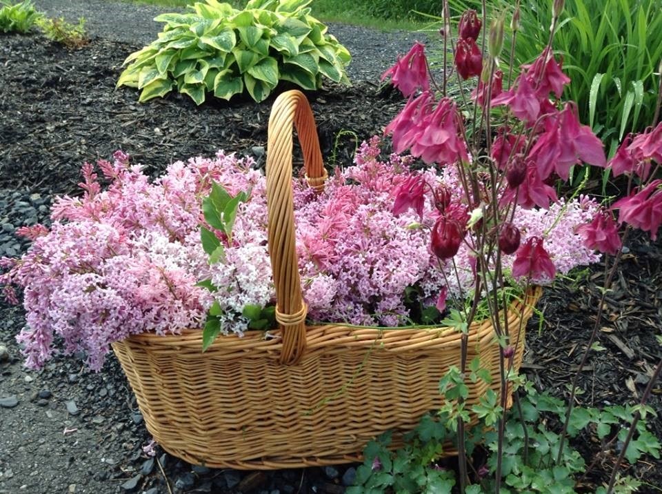 Panier de lilas