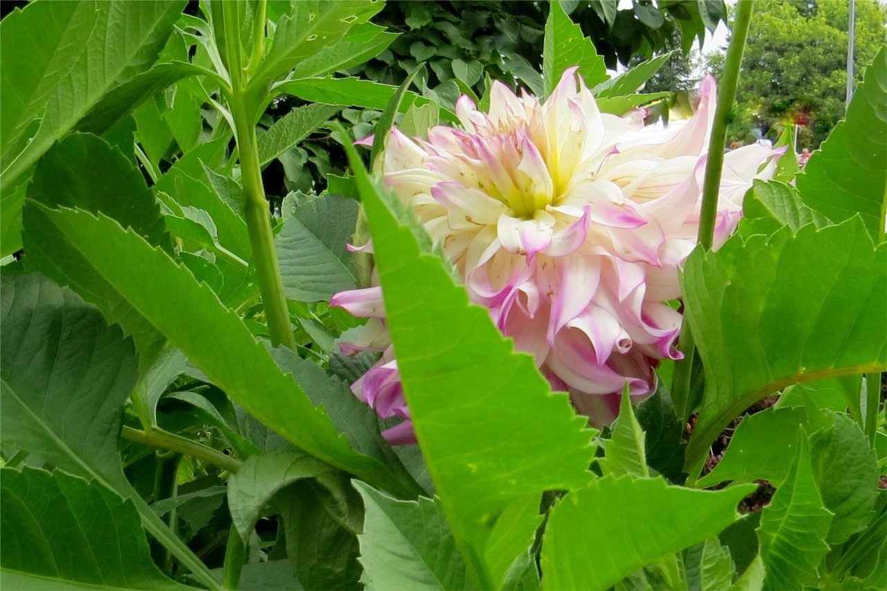 Une fleur qui joue à cache-cache