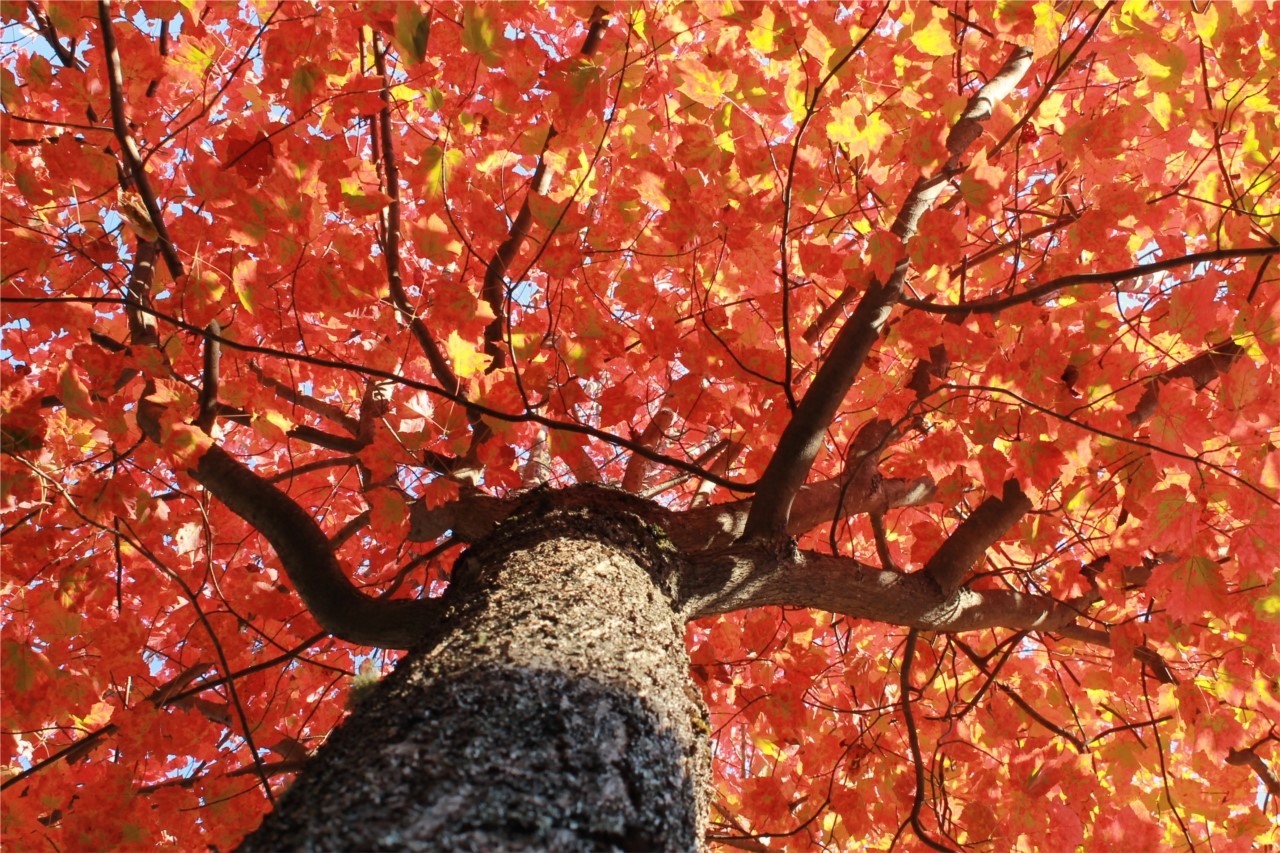 L'automne en plein ciel