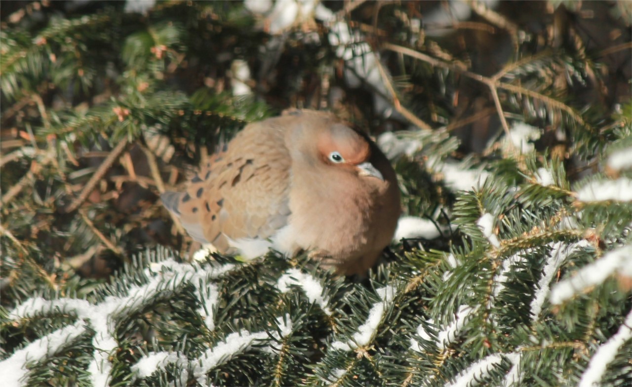 tourterelle qui dort au soleil