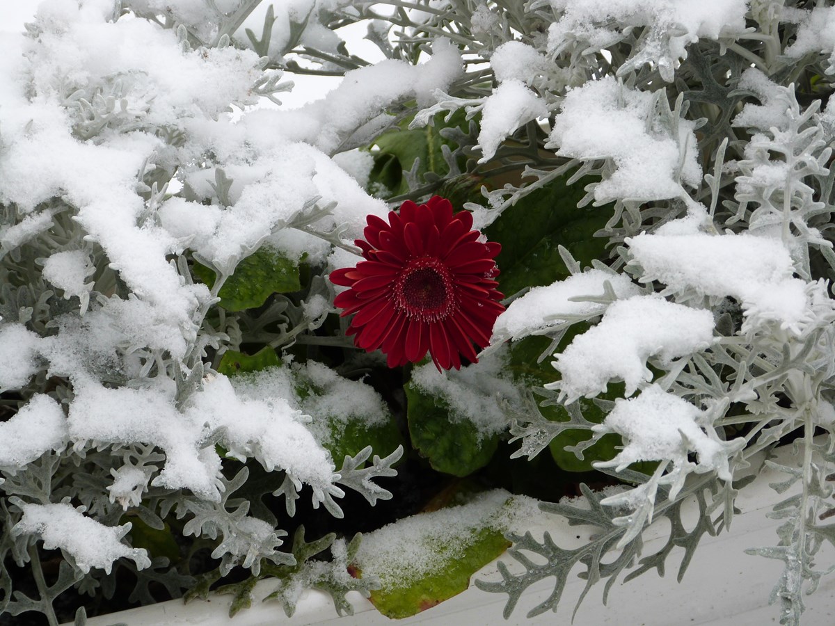 Gerbera sous la neige