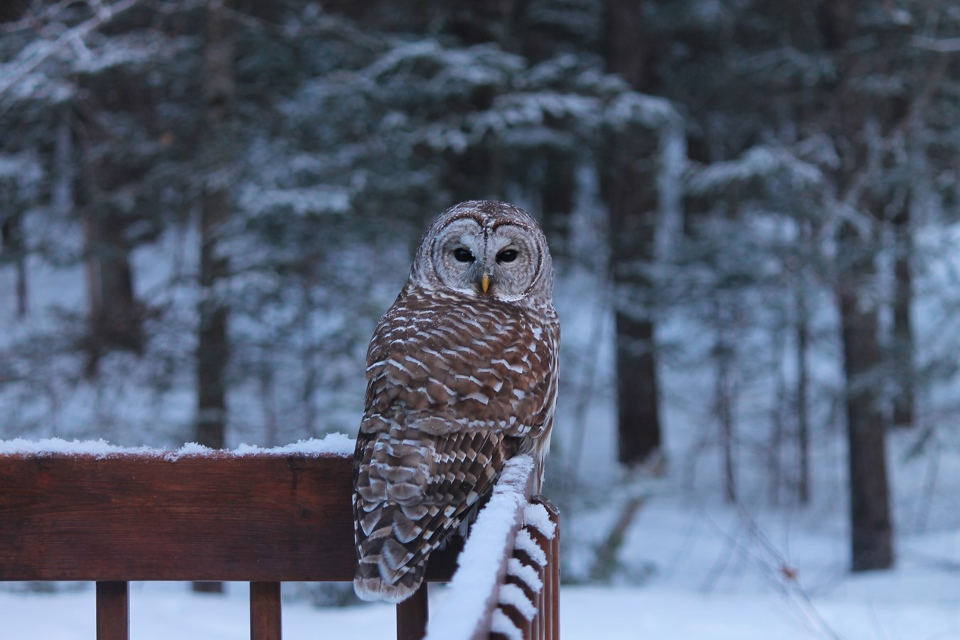 une visite inatendue
