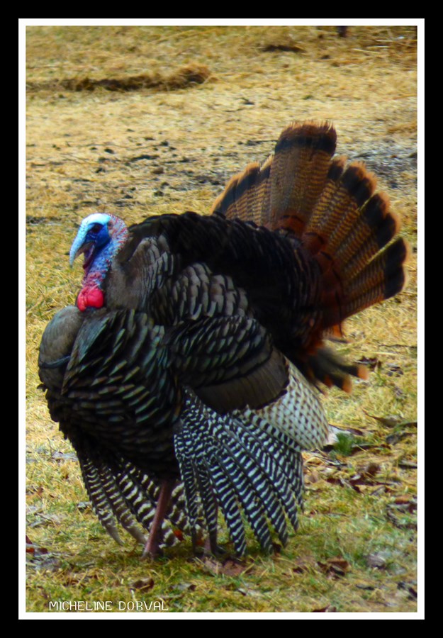 Dindon Mâle 