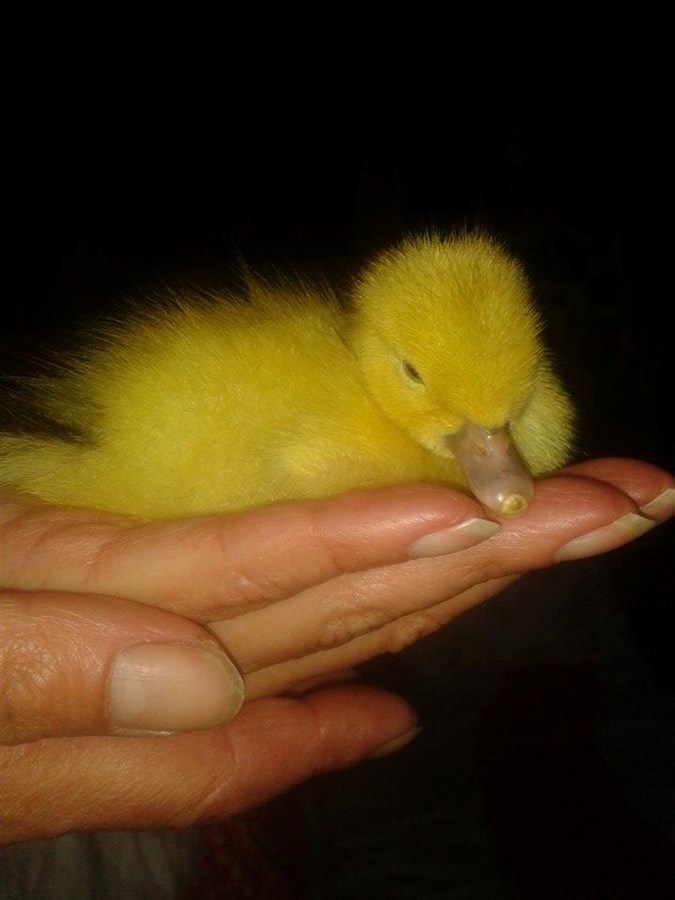 mon caneton,mon caneton