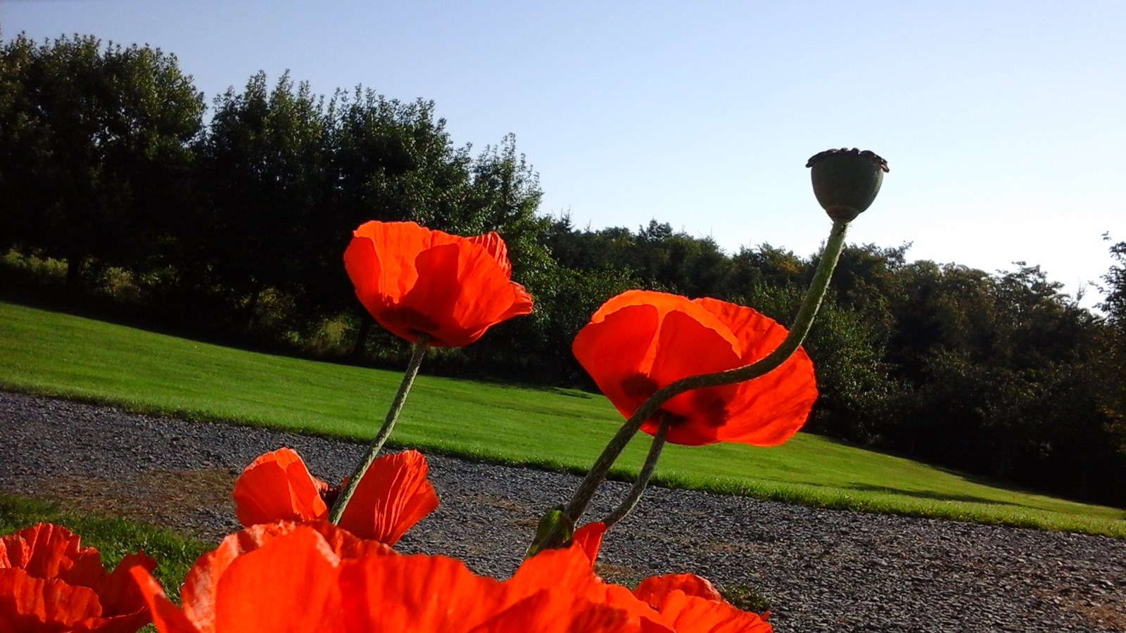 2ei floraison des pavots anglais 2015...,BEAUTÉ,2ei floraison des pavots anglais 2015...