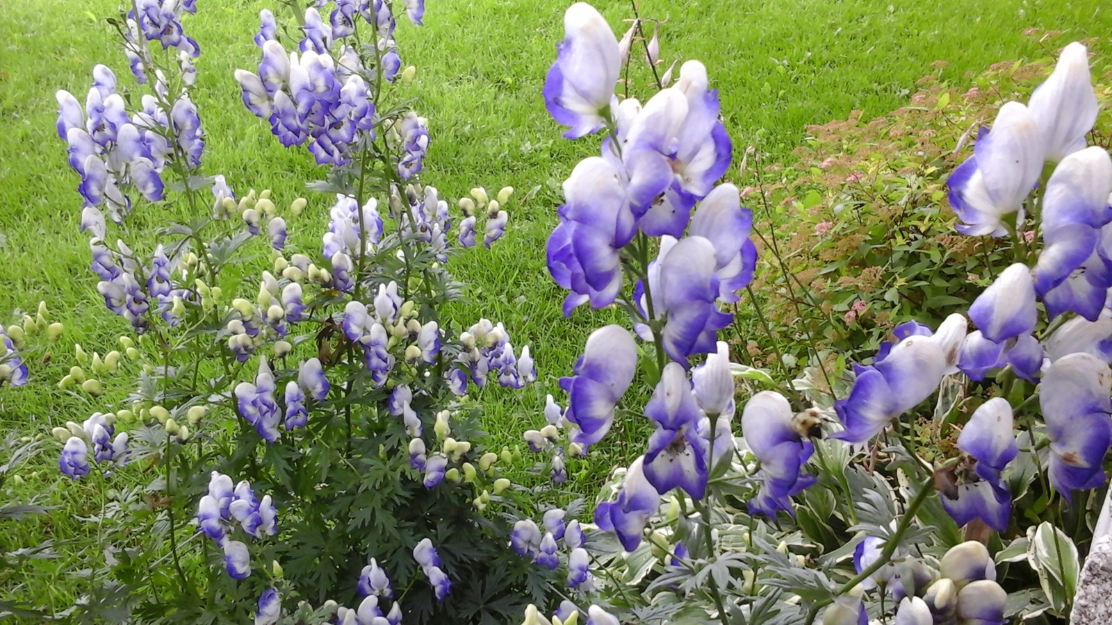 2ei floraison des pavots anglais 2015...,BEAUTÉ,BEAUTÉ