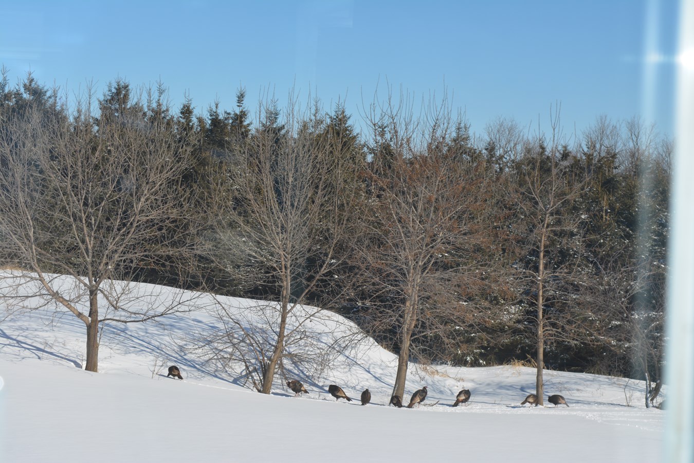 DINDES DU DIMANCHE 7 FEV 2016