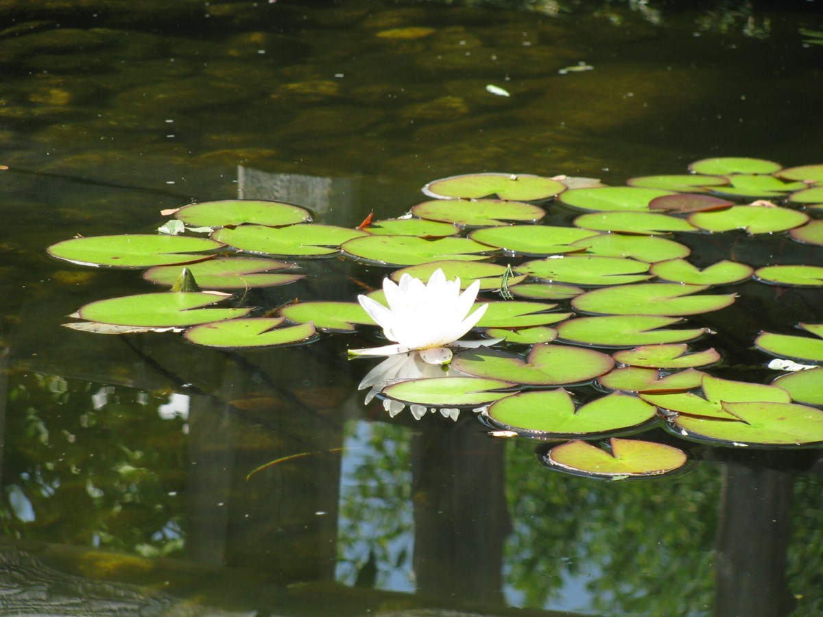 jardin du petit bonheur