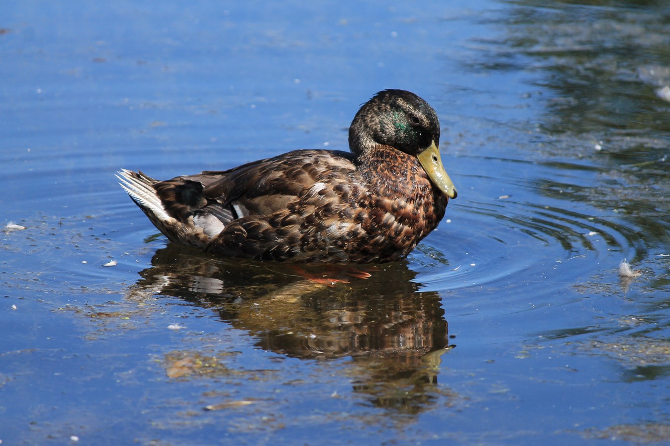 petite promenade sur l'eau