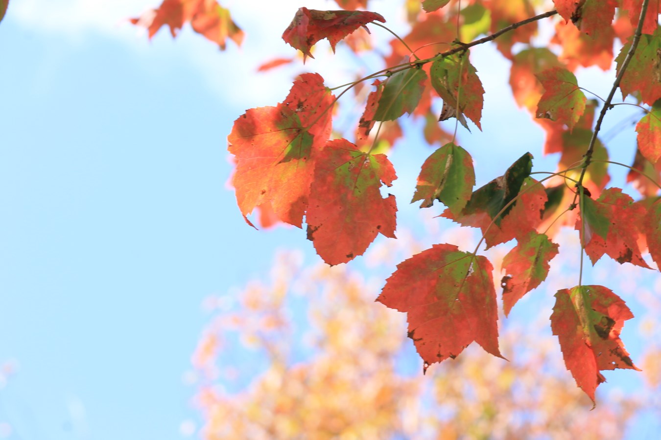 encore de belles couleurs