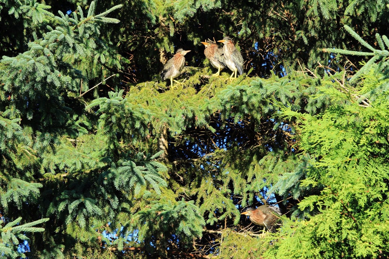 Bébés hérons verts 