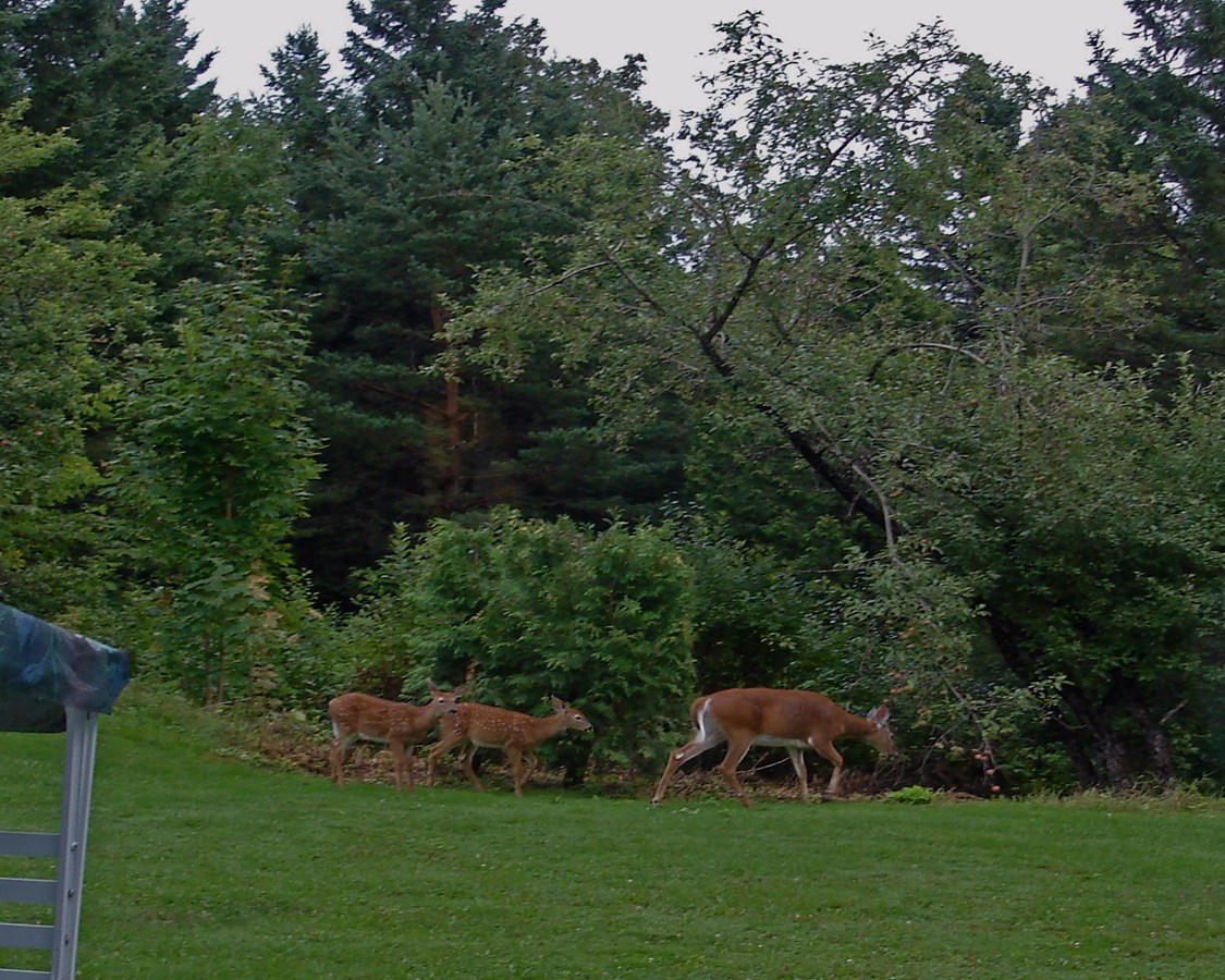Maman Chevreuil avec 2 bébé