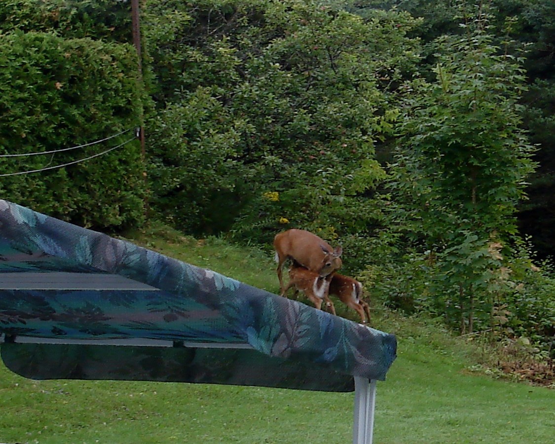 Maman Chevreuil avec 2 bébé
