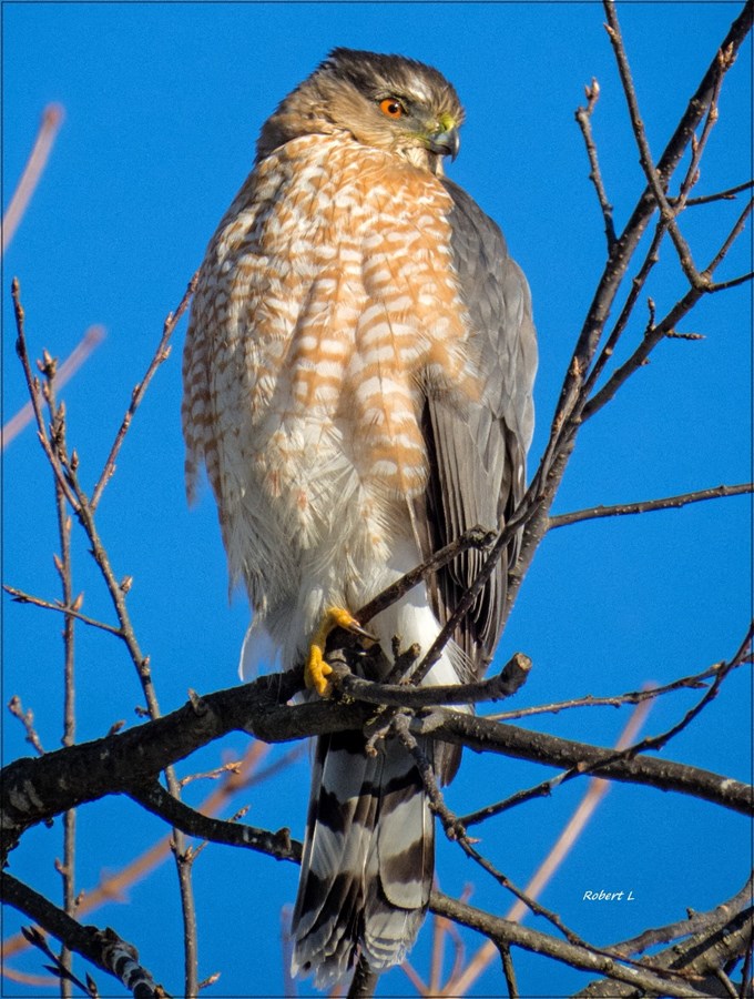 Épervier de Cooper!!!!
