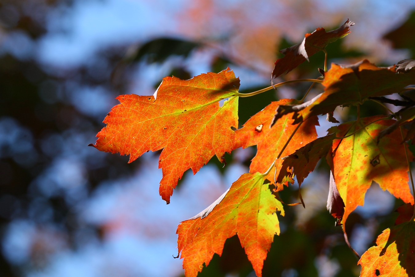 voilà les belles couleurs