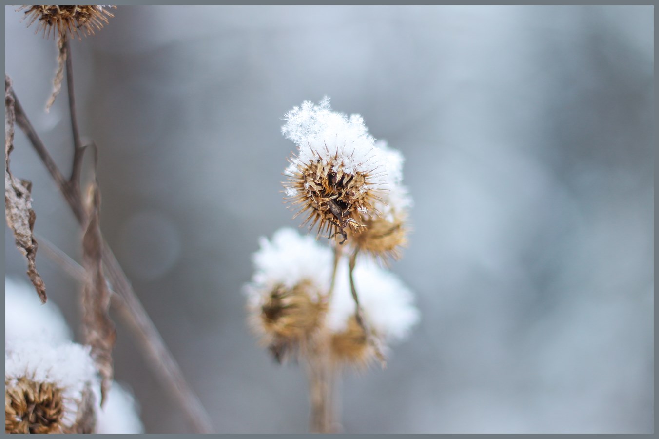 la beauté de l'hiver 